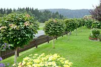 Landscape gardening with Acer platanoides Globosum