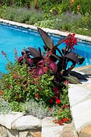 Summerflower planting at the swimming pool with Canna, Coleus, Salvia, Helichrysum, Petunia and Pentas