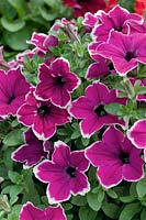 Petunia Cascadia Rim Purple