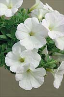 Petunia Avalanche White