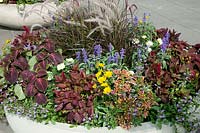 Summerflowers in pot Pennisetum, Plectranthus, Salvia, Coreopsis, Scaevola, Tagetes, Celosia