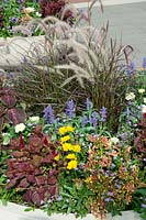 Summerflowers mixed in pot Pennisetum, Plectranthus, Salvia, Coreopsis, Scaevola, Tagetes, Celosia