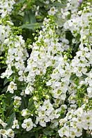 Angelonia angustifolia Serena ™ White