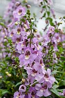 Angelonia angustifolia Serena ™ Lavender
