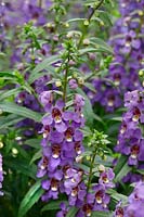 Angelonia angustifolia Serena ™ Purple