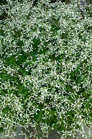 Euphorbia hypericifolia Breathless (TM) White