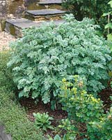 Wermut Artemisia absinthium