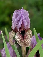 Iris hollandica Juno Dardanus