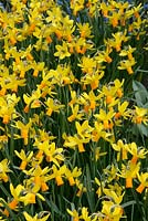 Narcissus cyclamineus Itzim