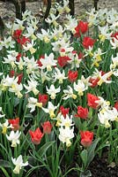 Spring impressions with Narcissus Jenny and Tulipa Sweet Lady