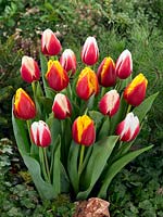 Tulipa Triumph mixed colours