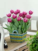 Tulipa Double Late Double Princess in basket