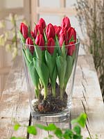 Tulipa Triumph Movie Star in glass vase
