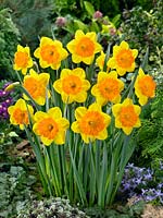 Narcissus Large Cupped Sunlover