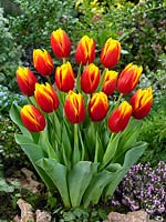 Tulipa Triumph Hennie von der Most