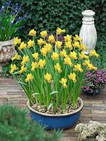 Narcissus cyclamineus Alliance in pot