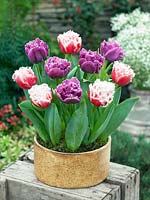 Tulipa Cripsa Queensland and Matchpoint in pot