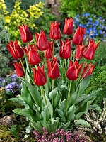 Tulipa Triumph Lilystar