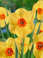 Narcissus Small Cupped Sabine Hay