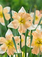 Narcissus Split-Corona Giant Split 