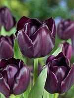 Tulipa Triumph Supri Blacky