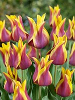 Tulipa Lily Flowered Sonnet