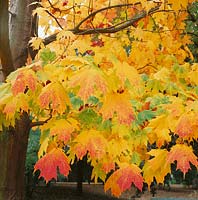 Acer saccharum in autumn