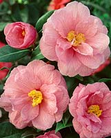 Camellia x williamsii Donation