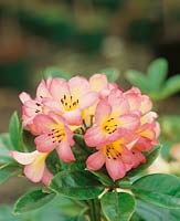 Vireya Rhododendron Kisses