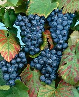 Vitis vinifera subsp. vinifera Alphonse Lavalee