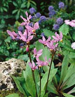 DODECATHEON MEADIA LILAC