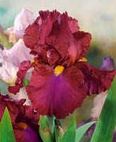 Iris x germanica Red Zinger