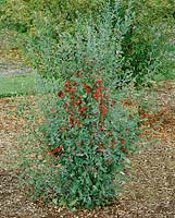 Cotoneaster nebrodensis