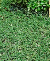 Cotoneaster dammeri Evergreen