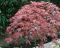 Acer palmatum Shirazz (R)