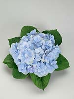 Hydrangea macrophylla YOU-ME® Emotion Blue