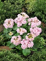 Hydrangea macrophylla YOU-ME® Forever Rose