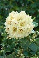 Rhododendron indicum Marianne