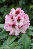 Rhododendron Hybride Cassata