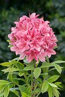Rhododendron Rosata