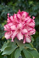 Rhododendron Hybride Topsvoort Pearl