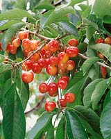 Kirsche - Prunus avium Victor