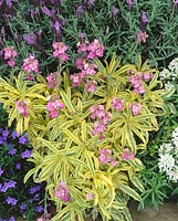 Erysimum linifolium Variegatum