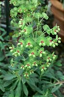 Euphorbia Redwing