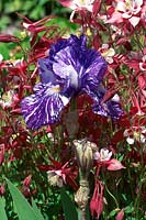 Iris x germanica Batik