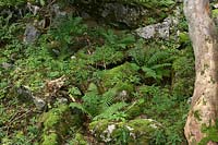 Forest scenery with ferns and moss