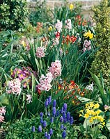 Scenery in springtime - spring flowers mixed