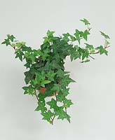 Hedera helix in pot