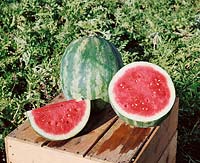 Wassermelone-Citrullus lanatus TREASURE CHEST