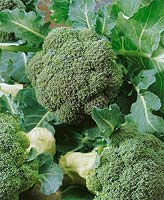 Brokkoli - Brassica oleracea var.italica Vailant